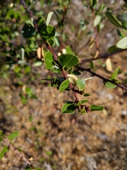 Ceanothus megacarpus megacarpus