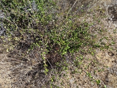 Ceanothus megacarpus megacarpus