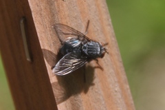 Calliphora