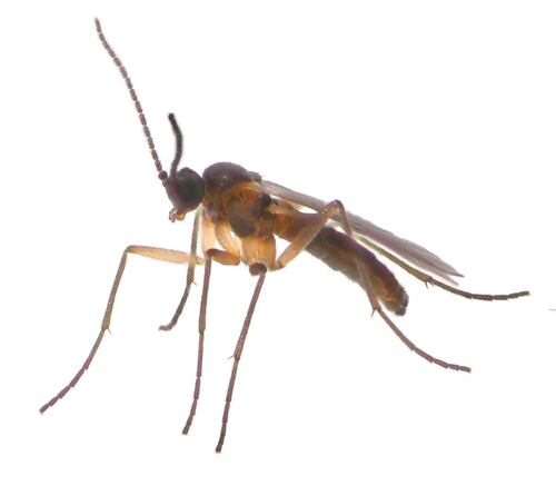 Scatopsciara cunicularius