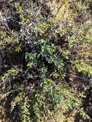 Cercocarpus betuloides blancheae