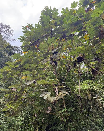 Cecropia gabrielis (Cecropia gabrielis)