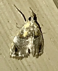 Glaphyriinae