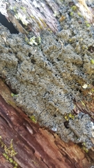 Pannaria conoplea image