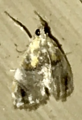 Glaphyriinae