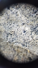 Media resource of Pannaria conoplea