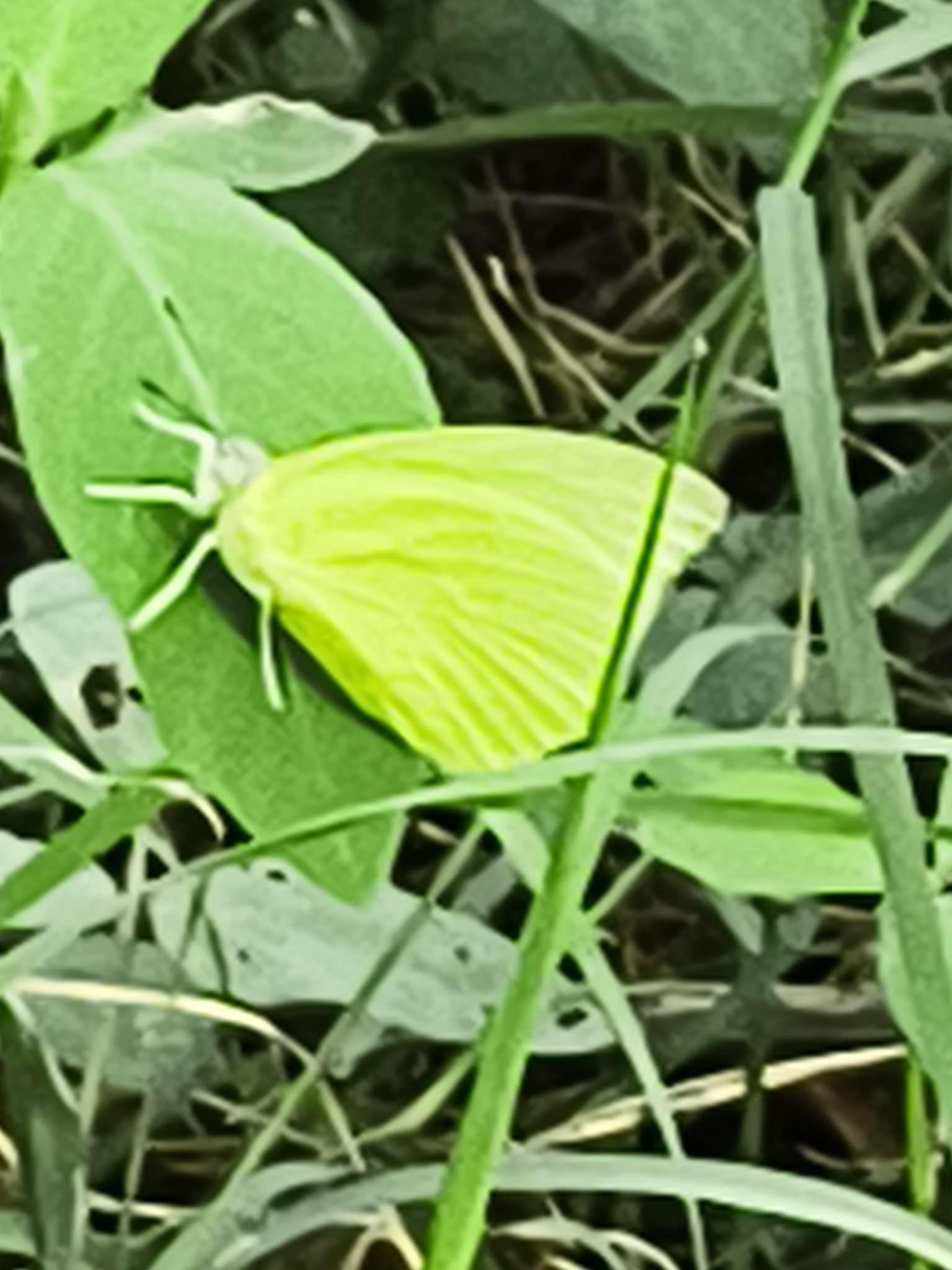 Lemon Emigrant