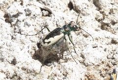 Cicindela parowana platti