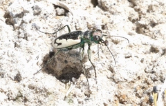 Cicindela parowana platti