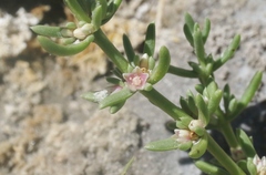 Nitrophila occidentalis