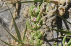 Nitrophila occidentalis