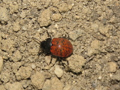 Platyphora signiceps