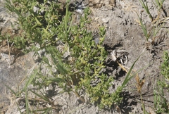 Nitrophila occidentalis