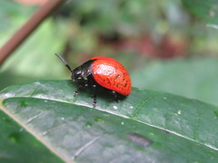 Platyphora signiceps