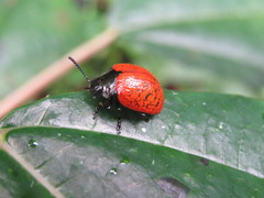 Platyphora signiceps