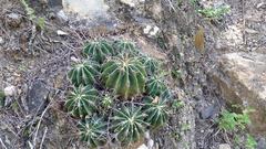 Ferocactus echidne echidne