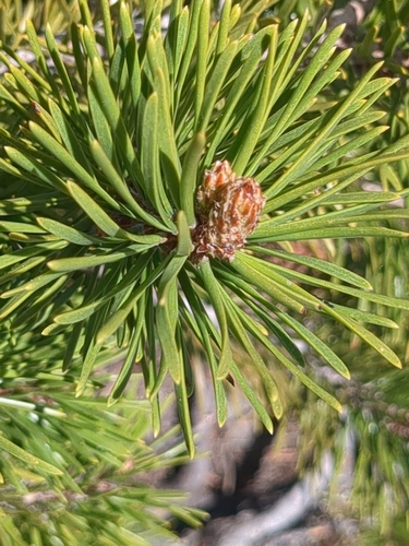 iNaturalist observation 2025-05-29