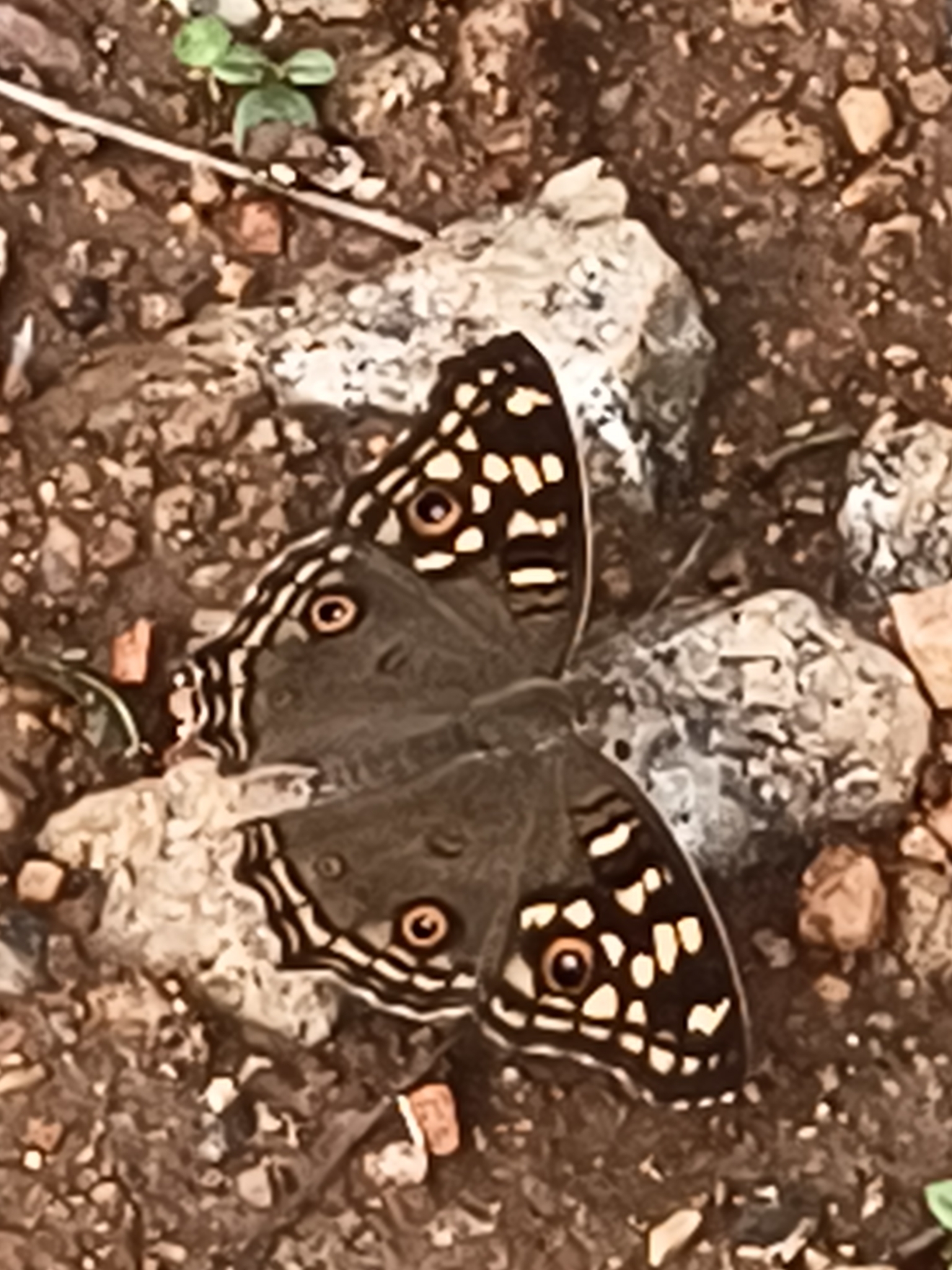 Lemon Pansy