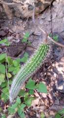Nyctocereus serpentinus