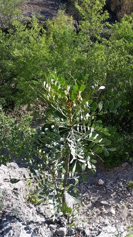 Pseudosmodingium virletii in September 2019 by retonios123 · iNaturalist