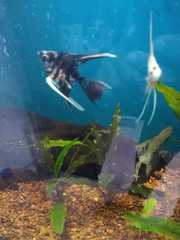 Pterophyllum scalare