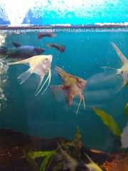 Pterophyllum scalare