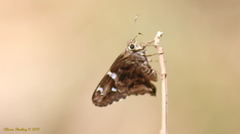 Codatractus arizonensis