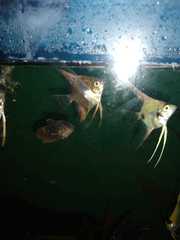 Pterophyllum scalare