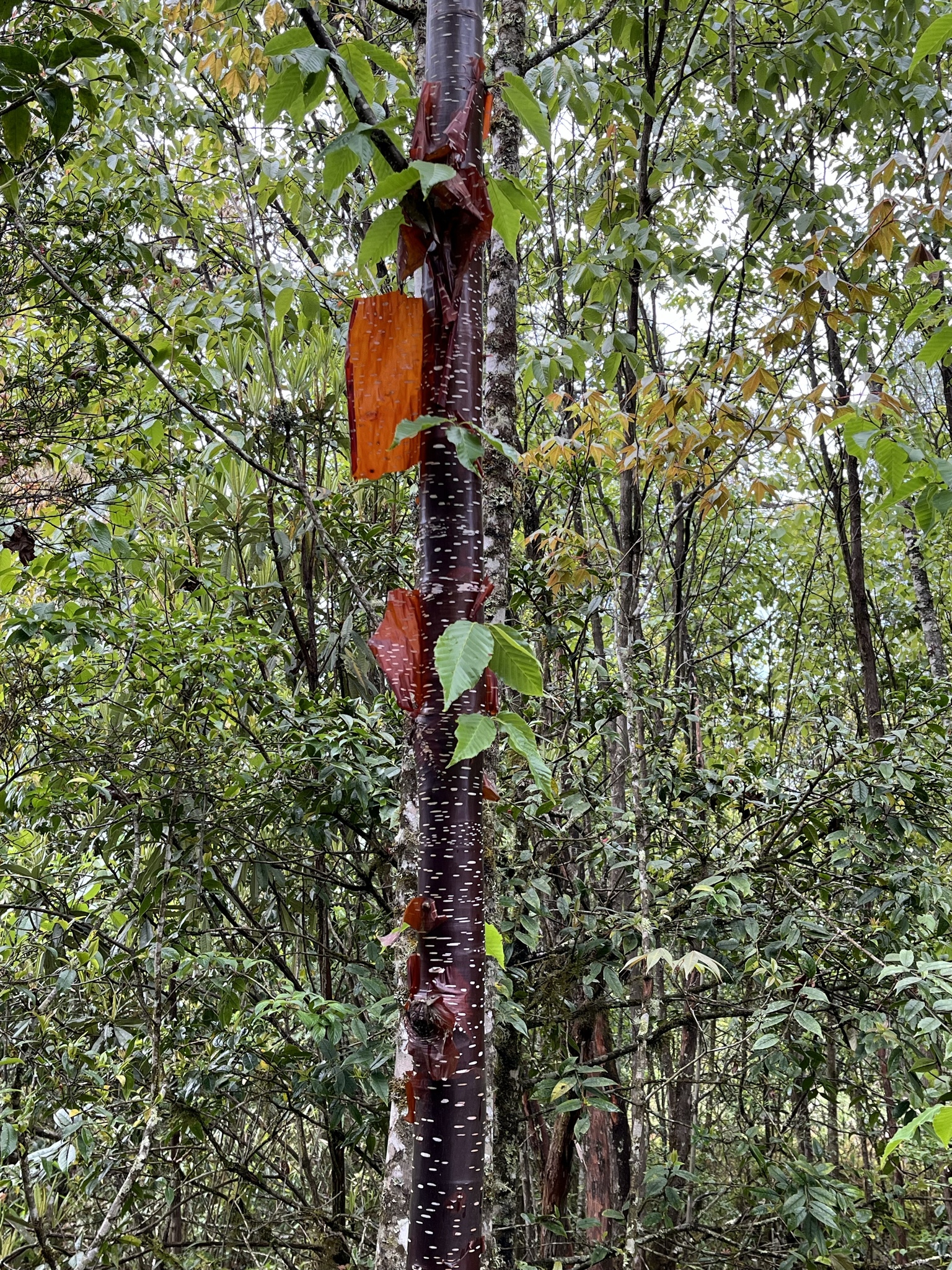 Imagem de Bétula