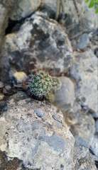 Coryphantha jalpanensis