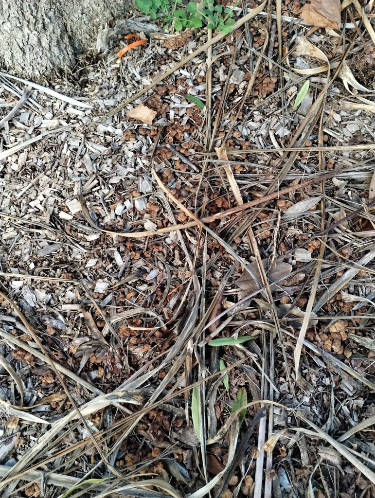 Collybiopsis subpruinosa · May 2025 · photo: © notdoriangray (iNaturalist, cc-by)