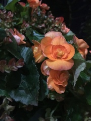 Begonia