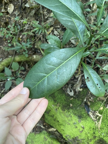 Acridocarpus natalitius, photograph 6