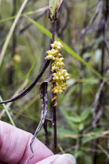 Cuscuta cephalanthi
