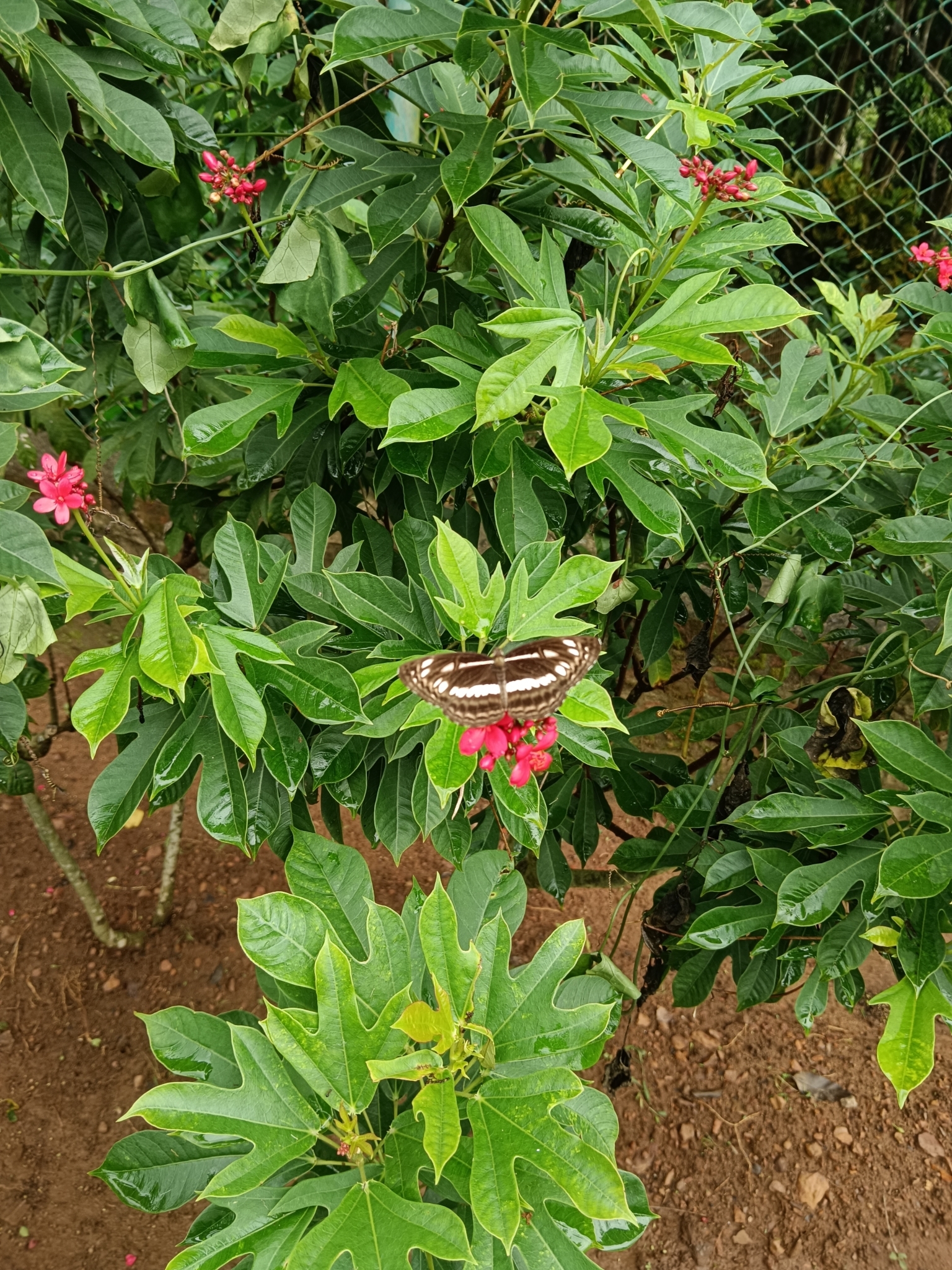 Chestnut-Streaked Sailer