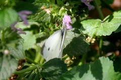 Pieris rapae
