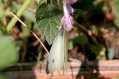 Pieris rapae