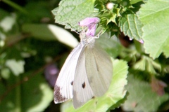 Pieris rapae