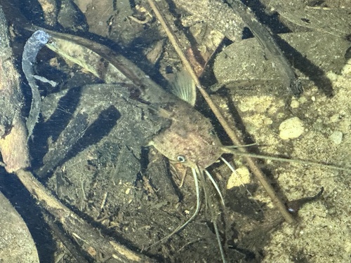 Forest catfish (Clarias buthupogon) — Clariidae