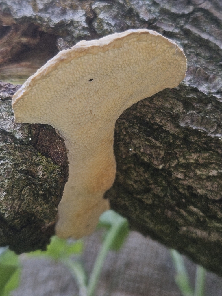 Truncospora ochroleuca · May 2025 · photo: © anser_inepta (iNaturalist, cc-by)