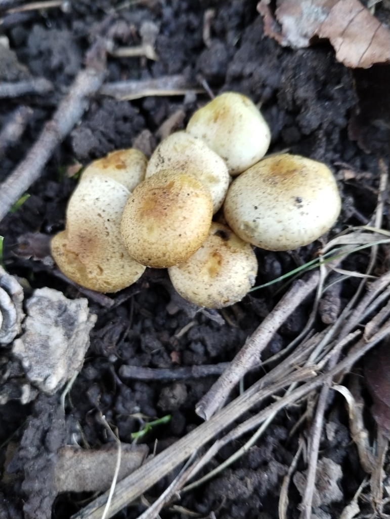 Pholiota gummosa · May 2025 · photo: © notdoriangray (iNaturalist, cc-by)