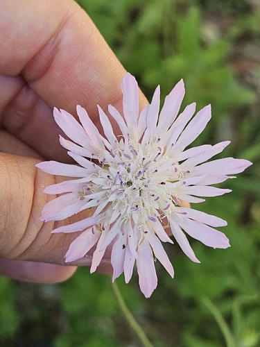Knautia integrifolia (Knautia integrifolia)