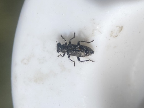 Leconte's Checkered Beetle