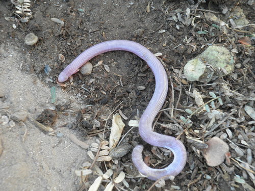 Bipes biporus