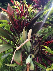 Syngonium angustatum