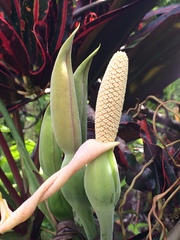 Syngonium angustatum