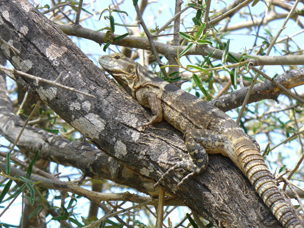 Baja California Spiny-Tailed Iguana
