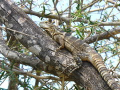 Baja California Spiny-Tailed Iguana photo 1