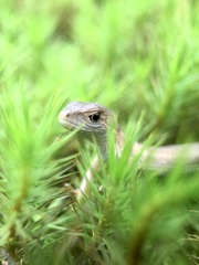 Takydromus tachydromoides