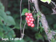 Schisandra chinensis